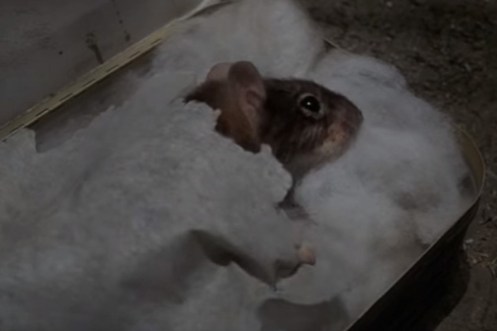 mouse-movie-rodents